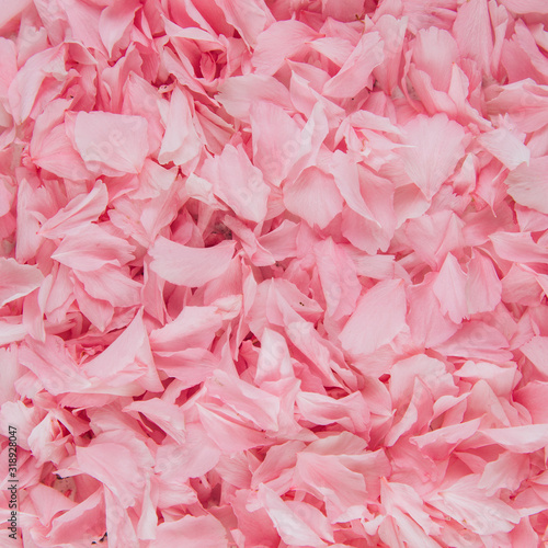 Pink cherry petals background. Flat lay and top view composition
