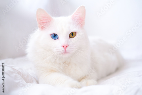 White cat with different color eyes. Turkish angora. Van kitten with blue and green eye lies on white bed. Adorable domestic pets, heterochromia. photo