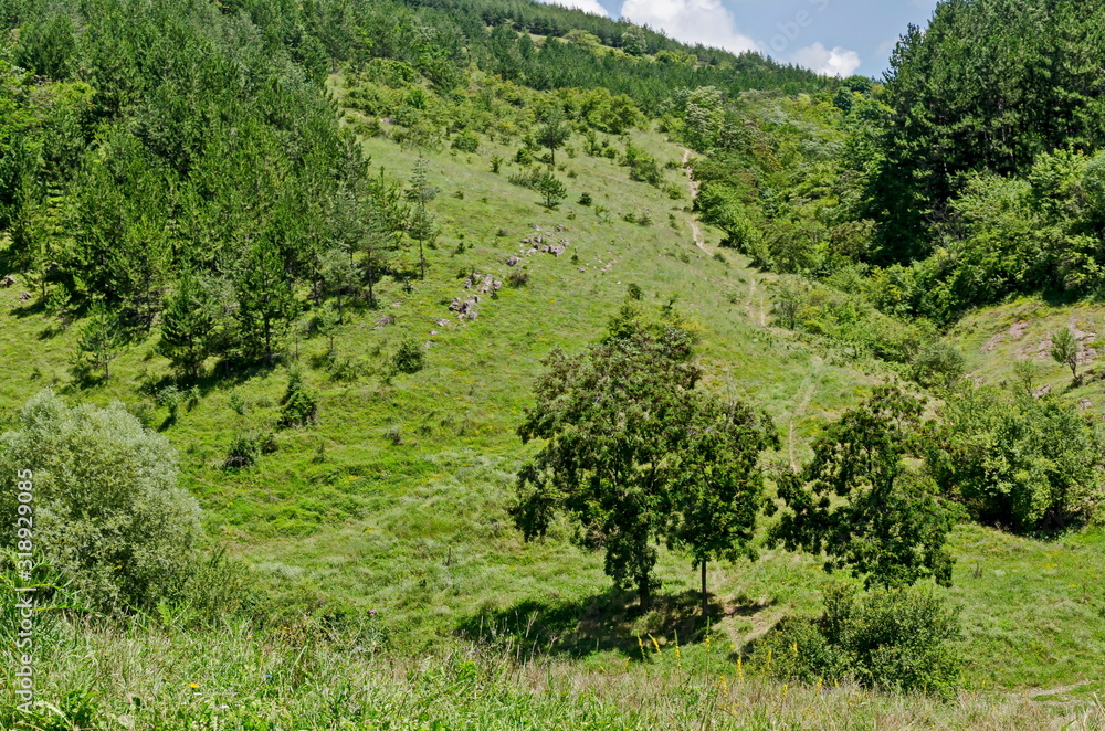 Beautiful coniferous and deciduous  forest and fresh glade with different grass  in Balkan mountain, near Zhelyava village, Sofia region, Bulgaria  