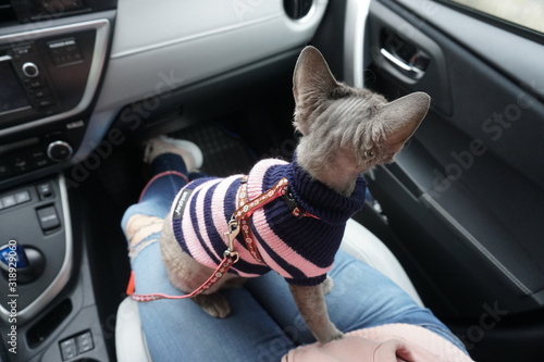Young purebred devon rex female in striped clothes and cat's suspenders  inside the car, taken to the vet.