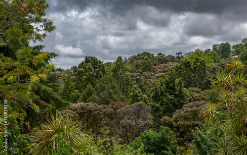 Dark grey skies above trpoical Forest. Auckland New Zealand.