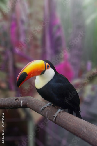 Toucan in a tree Tuc  n en un arbol