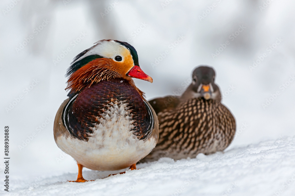 The mandarin duck (Aix galericulata) is a perching duck species native to East Asia. The mandarin duck (Aix galericulata) is a perching duck species native to East Asia.