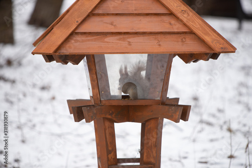 Squirrel in the snow