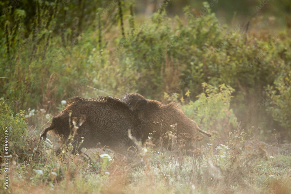 Naklejka premium Wild boar (Sus scrofa) in summer, Poland, Europe