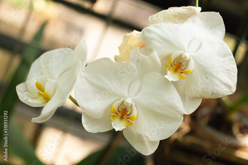 White orchid flowers. Exotic plant, closeup. The theme of spring and nature.