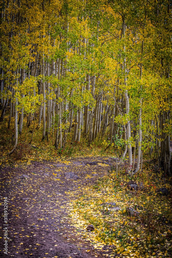 Obraz premium forest in autumn