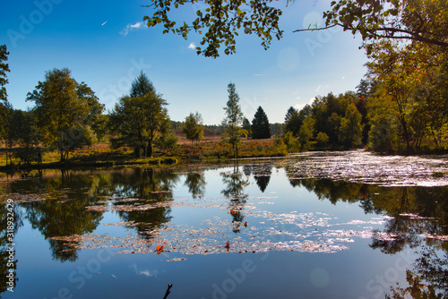 Goldener Herbst in der Lüneburger Heide bei Undeloh photo