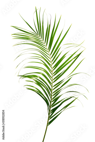 Exotic tropical leaf isolated on white background