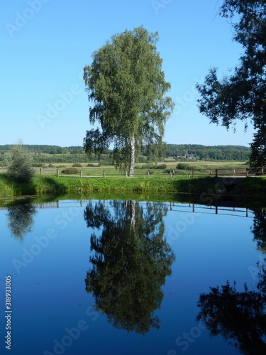 Береза у пруда