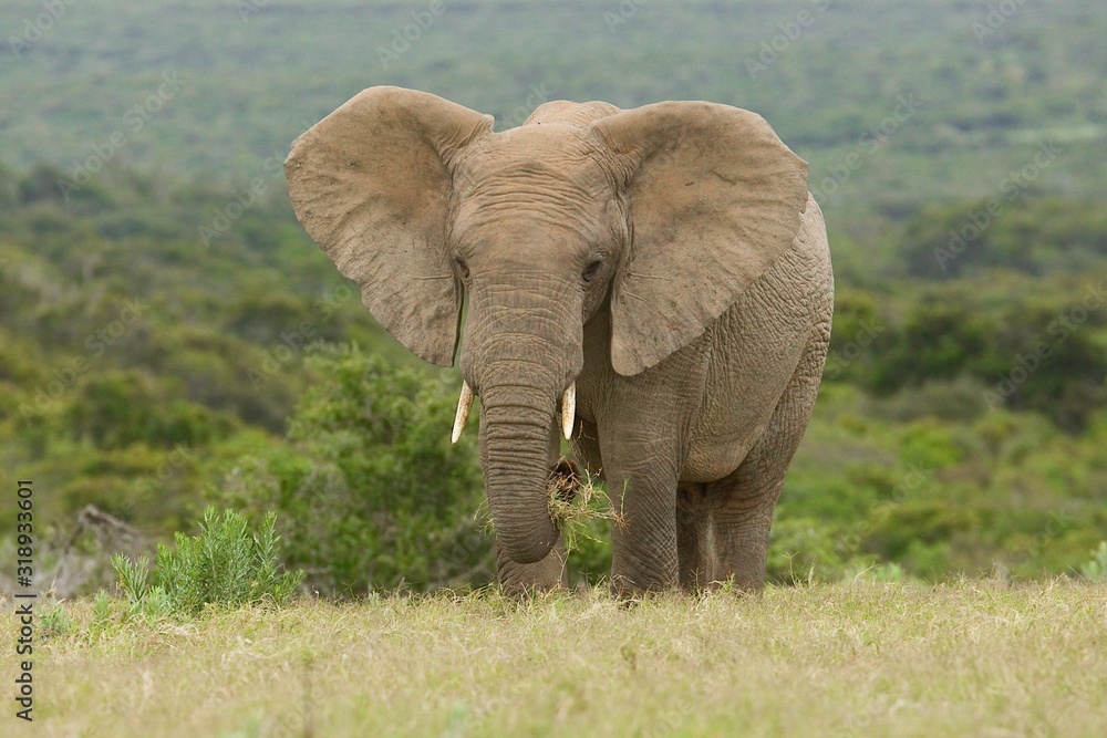 A young elephant with small tusks standing and eating grass in a field with ears flapping