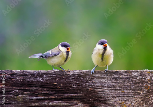natural background with small chickadee Chicks sitting on a fence in a Sunny summer garden and squeaking © nataba