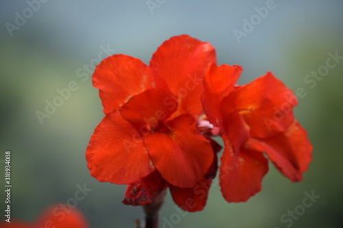 A Pretty Red Flower Outdoor Plant