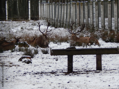 Fototapeta Naklejka Na Ścianę i Meble -  Олени
