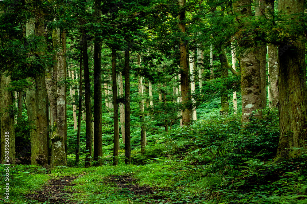 Fototapeta premium 兵庫県・奥深い山の風景