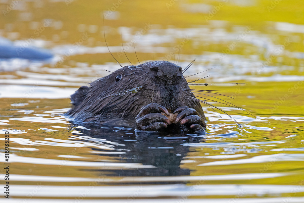 Portrait of Eurasian beaver (Castor fiber) in water. The Eurasian beaver (Castor fiber) or European beaver is a beaver species that was once widespread in Eurasia. Portrait of Eurasian beaver (Castor fiber) in water. The Eurasian beaver (Castor fiber) or European beaver is a beaver species that was once widespread in Eurasia.