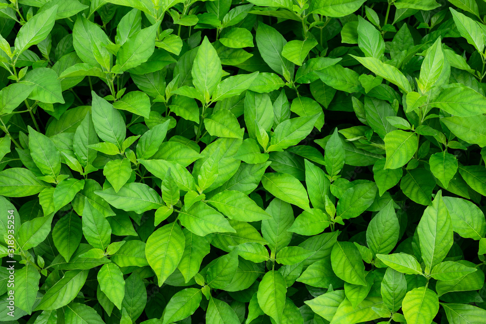 Green leaves texture, background. Top view Green leaves texture, background. Top view