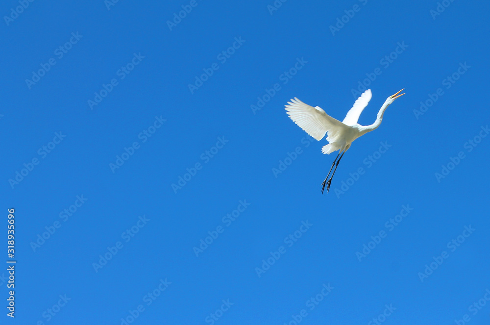 Obraz premium White egret bird flies upward against the blue sky