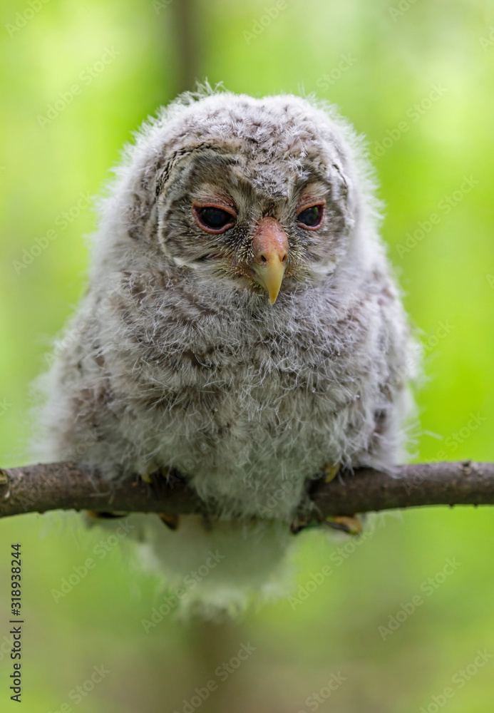 Baby Ural owl (Strix uralensis) in the wild near the nest. The Ural owl (Strix uralensis) is a fairly large nocturnal owl family Strigidae. Baby Ural owl (Strix uralensis) in the wild near the nest. The Ural owl (Strix uralensis) is a fairly large nocturnal owl family Strigidae.
