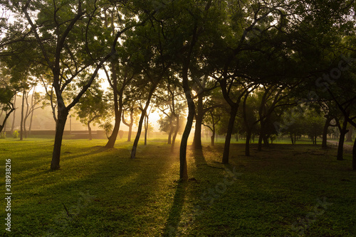 Warm morning with sun light in the tree garden greatful moment. photo