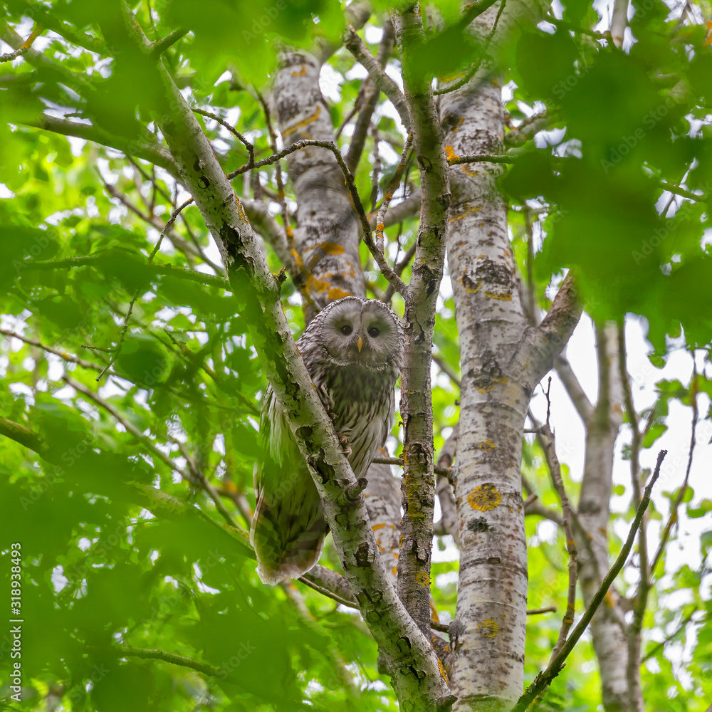 Ural owl (Strix uralensis) in the natural ecosystem of life. The Ural owl (Strix uralensis) is a fairly large nocturnal owl family Strigidae. Ural owl (Strix uralensis) in the natural ecosystem of life. The Ural owl (Strix uralensis) is a fairly large nocturnal owl family Strigidae.