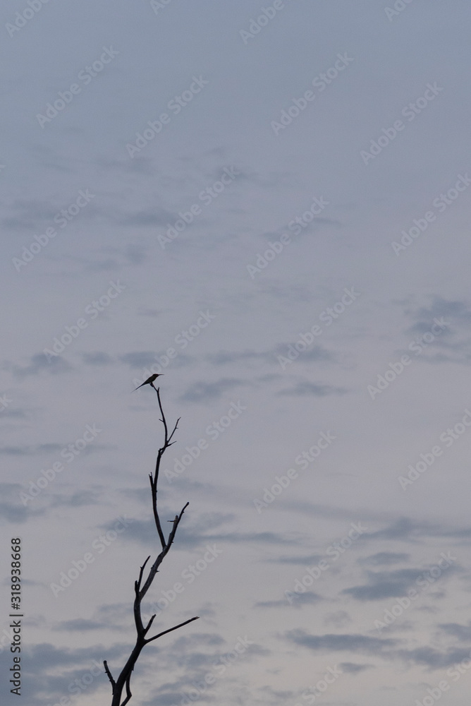 Lonely bird hang on the lonely dried branch tree against sunset sky. Lonely bird hang on the lonely dried branch tree against sunset sky.