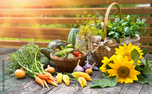 Obraz na płótnie Gardening farming fresh organic vegetables and spicy herb with bed. Still life with wicker basket basil and parsley on old wooden board in rustic style side view. w salonie