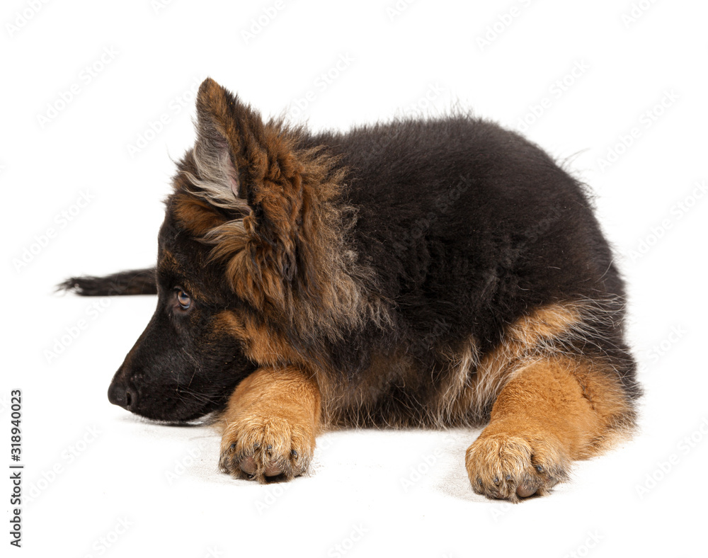 Fototapeta premium German shepherd puppy isolated on white background