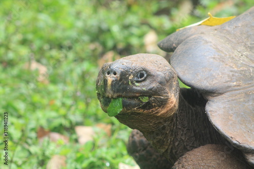Primer plano de tortuga Galápagos