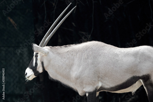 Close up Oryx or Gemsbok Isolated on Background