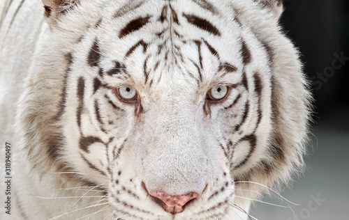 Close up Head of White Bengal Tiger Staring Isolated on Background