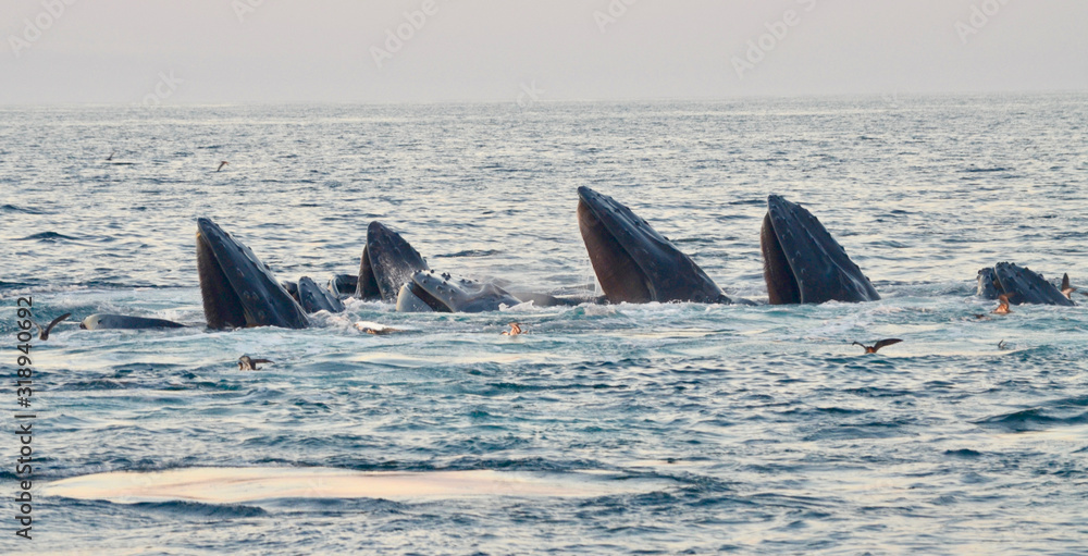 Fototapeta premium A group of seven humpback whales at the surface following cooperative bubble net feeding. (Megaptera novaeangliae)