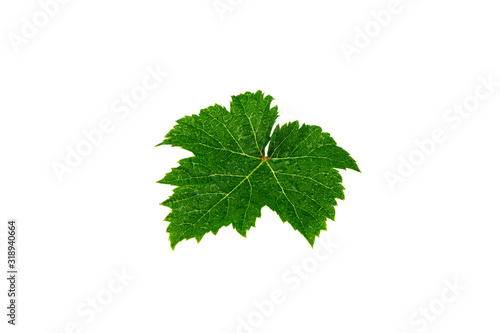 Green grape leaves with dew drop isolated on white background.