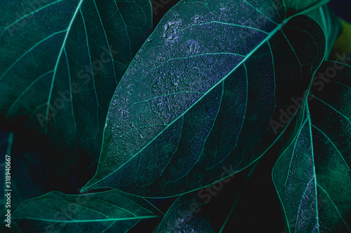 closeup nature view of green leaf in garden, dark wallpaper concept, nature background, tropical leaf