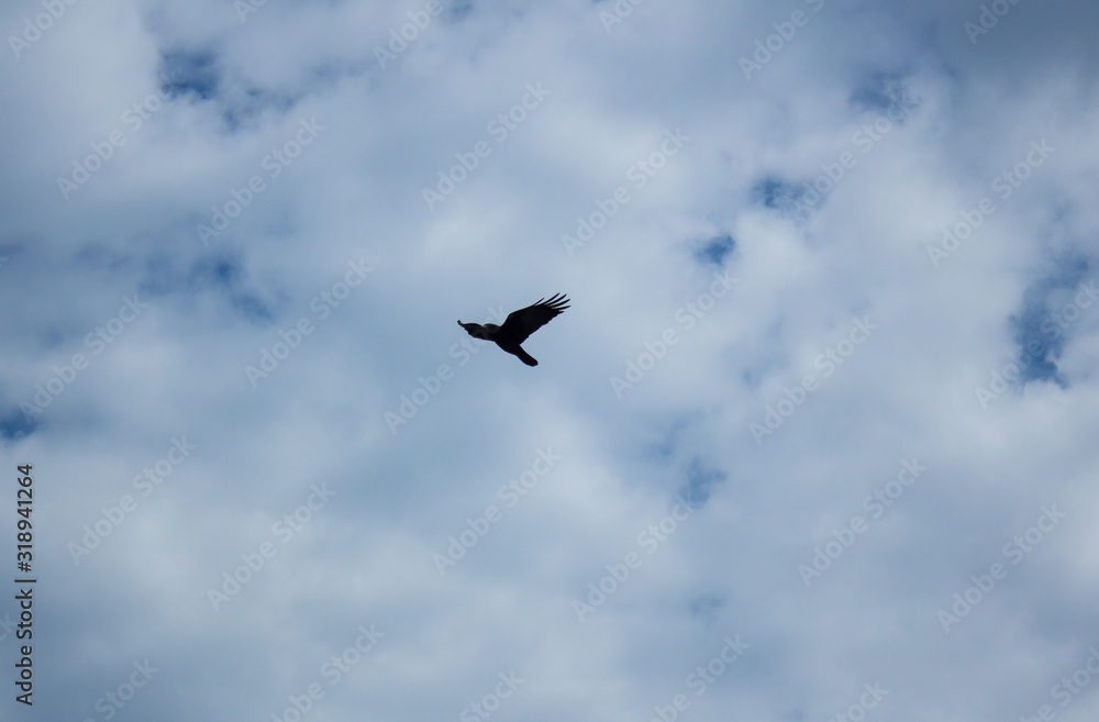 A bird flies against the background of a cloudy sky A bird flies against the background of a cloudy sky