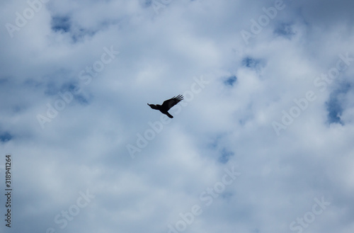 A bird flies against the background of a cloudy sky