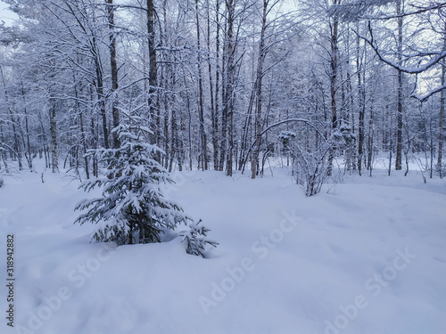 Russia.Karelia.A small Christmas tree on a forest glade in winter.January.2020.
