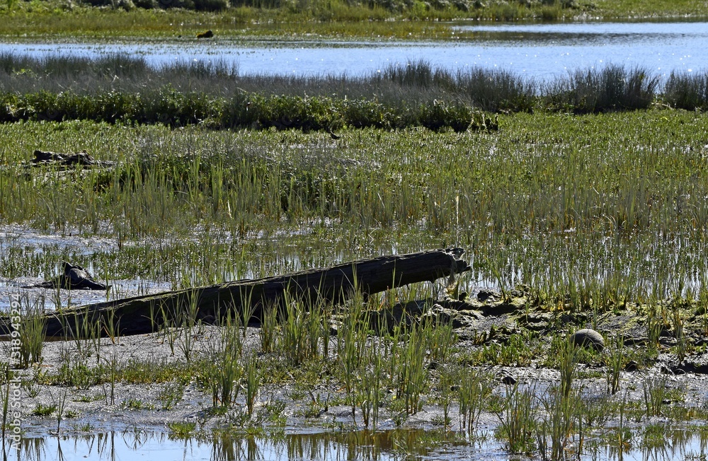 natural environment swamp wetland landscape natural environment swamp wetland landscape