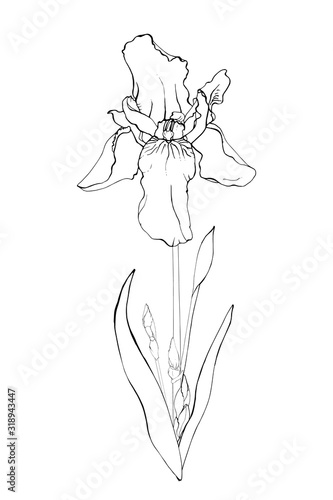 Outline flower iris, branch and leaves. Isolated on white background.  Hand drawn. Doodle style. For floral design, prints, greeting card, textiles, invitations. Vector stock illustration.