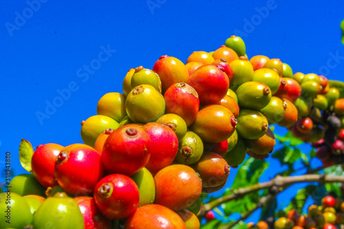 ripe fruit on the coffee plantations in the Vietnamese province