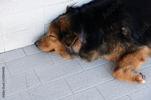 Cute guard dog lying down and sleeps on the tile floor