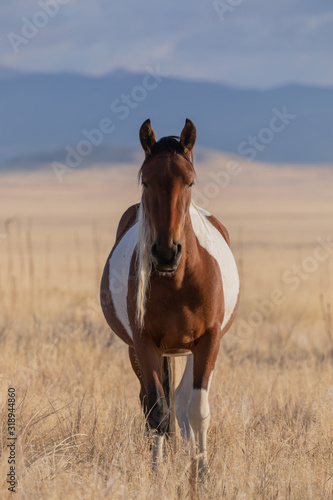Majestic Wild Horse in Fall in the Utah Desert