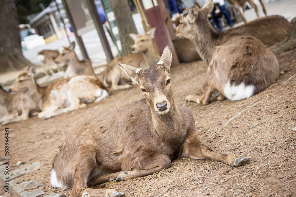 Fototapeta premium Nara Deer Park in Japan. Animals wildlife background.