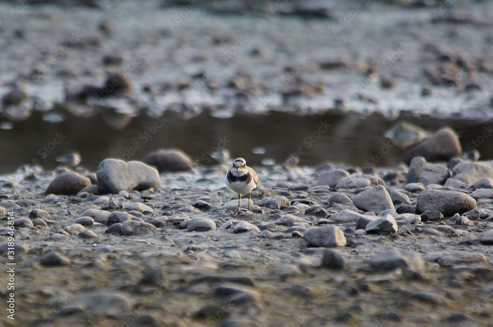 Сommon ringed plover (Charadrius hiaticula) in a typical breeding ecosystem. The common ringed plover or ringed plover (Charadrius hiaticula) is a small plover that breeds in Arctic Eurasia. Сommon ringed plover (Charadrius hiaticula) in a typical breeding ecosystem. The common ringed plover or ringed plover (Charadrius hiaticula) is a small plover that breeds in Arctic Eurasia.