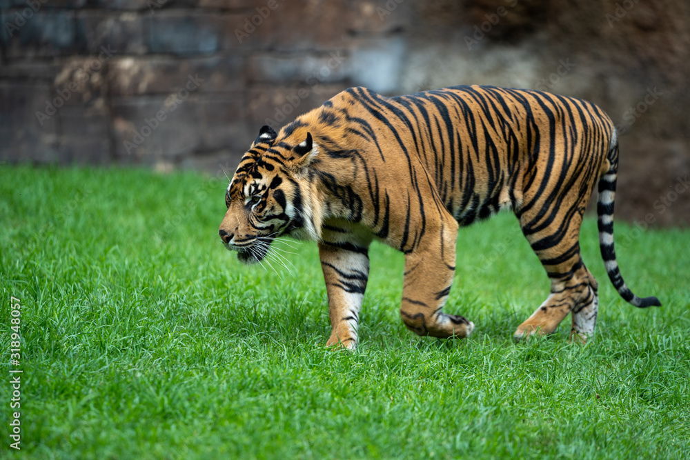 Obraz premium Tiger walking around