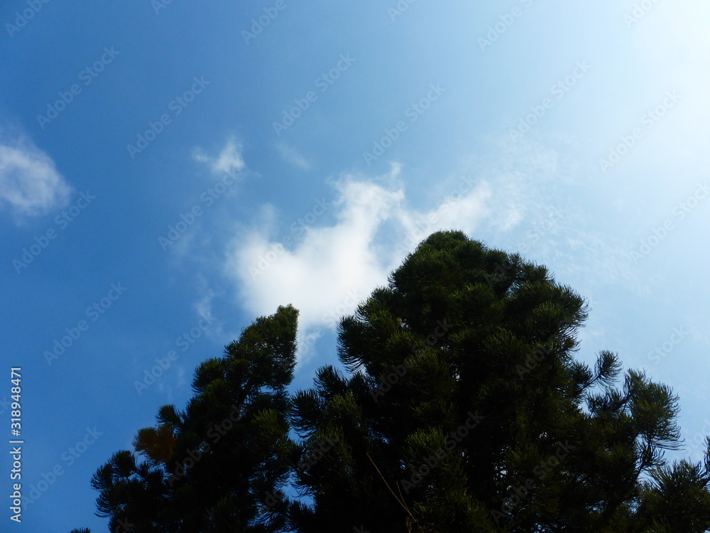Pine under the blue sky and white clouds Pine under the blue sky and white clouds