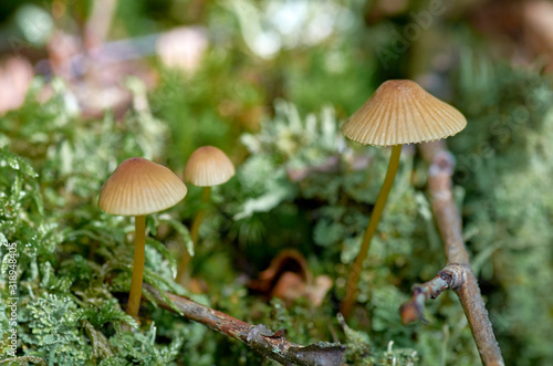 Small mushrooms in the forest