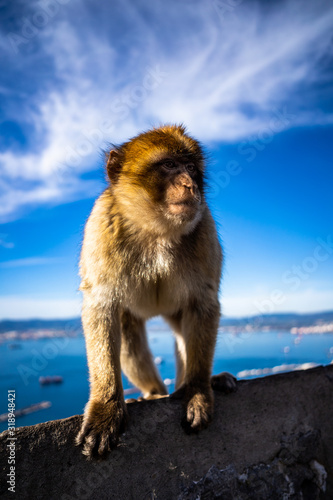 Gibraltar Barbary Ape © josef_hajda