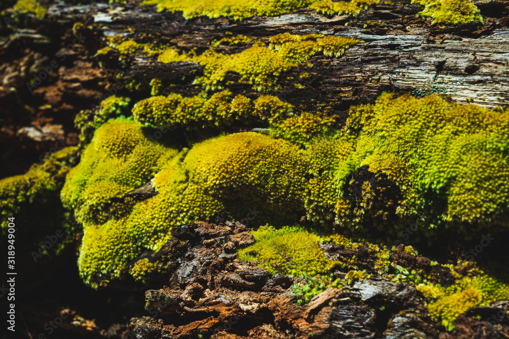Green moss is growing at the root of the tree. Moss texture in nature for wallpaper. soft focus. Green moss is growing at the root of the tree. Moss texture in nature for wallpaper. soft focus.