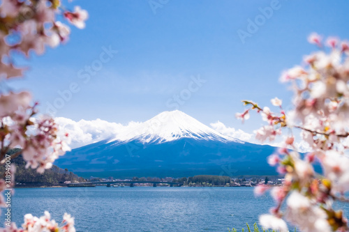 Fuji mountain with snow cap at Kawaguchiko lake and unfocused cherry blossom.